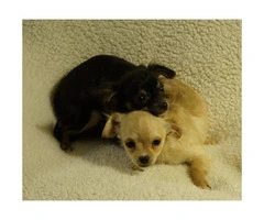 2 Female Chihuahua Puppies Ready to Go - 2