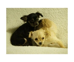 2 Female Chihuahua Puppies Ready to Go - 3