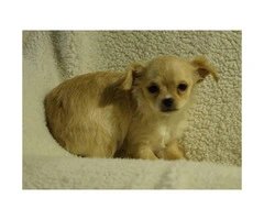 2 Female Chihuahua Puppies Ready to Go - 4