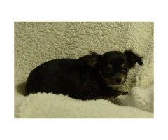 2 Female Chihuahua Puppies Ready to Go - 5