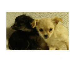 2 Female Chihuahua Puppies Ready to Go - 6