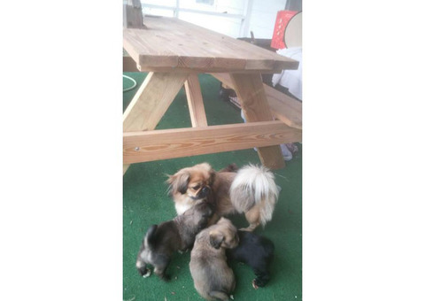 Peekapoo Puppy in Bellevue , Nebraska - Puppies for Sale 