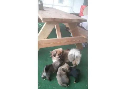 3 males 1 female Peekapoo Puppies for Sale