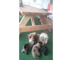 3 males 1 female Peekapoo Puppies for Sale