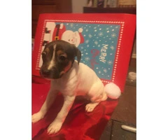 Jack Rat Terrier Puppies for Sale Ready for Christmas