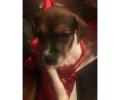 Jack Rat Terrier Puppies for Sale Ready for Christmas