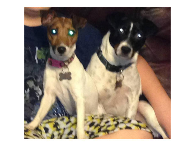 Jack Rat Terrier Puppies for Sale Ready for Christmas in Rogers
