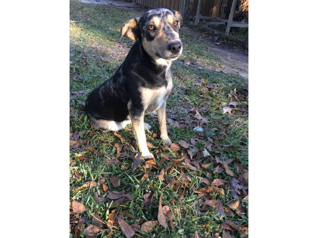 3 Border Collie mix puppies needs loving home Beaumont - Puppies for ...