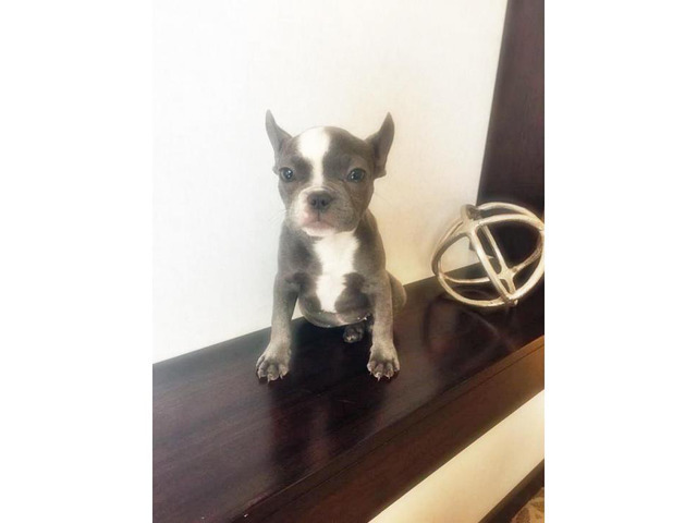 Blue White French Bulldog for Sale 17 Weeks Old in Houston ...