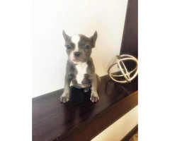 Blue White French Bulldog for Sale 17 Weeks Old
