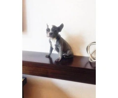 Blue White French Bulldog for Sale 17 Weeks Old - 2