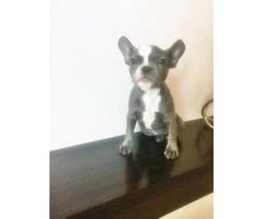 Blue White French Bulldog for Sale 17 Weeks Old - 3