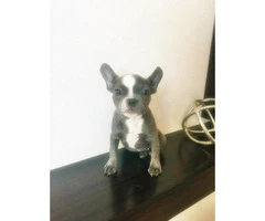 Blue White French Bulldog for Sale 17 Weeks Old - 5
