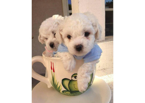 4 male Bichon puppies for sale in South Amboy , New Jersey ...