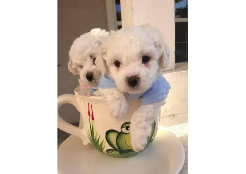 AKC Bishon Frise Puppies for Sale - 2 Males