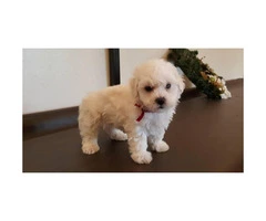 AKC Bishon Frise Puppies for Sale - 2 Males