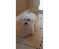 AKC Bishon Frise Puppies for Sale - 2 Males