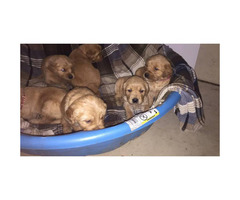 AKC Registered Golden Retriever Puppies For Sale - 5 Females And 2 Males