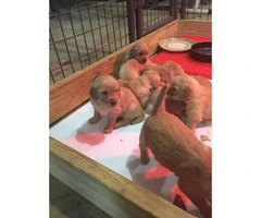 AKC Registered Golden Retriever Puppies For Sale - 5 Females And 2 Males - 3