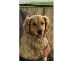 AKC Registered Golden Retriever Puppies For Sale - 5 Females And 2 Males