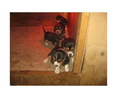 Akc Registered Small Sized Beagle Puppies To A Good Home - 2