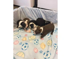 Purebred Boston Terrier Puppies for sale
