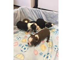 Purebred Boston Terrier Puppies for sale - 2
