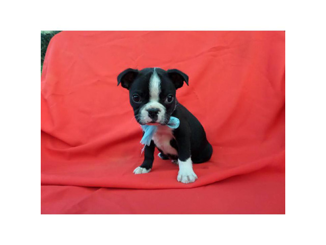 Purebred Boston Terrier Puppies for sale in Los Angeles, California