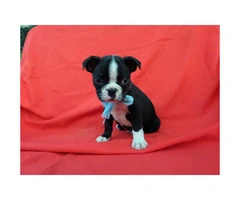 Purebred Boston Terrier Puppies for sale - 3