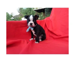 Purebred Boston Terrier Puppies for sale - 4