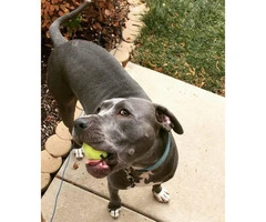 2 years old Blue Nose Pit Bull for sale