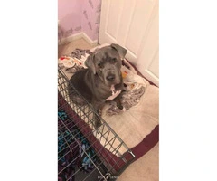 2 years old Blue Nose Pit Bull for sale - 2