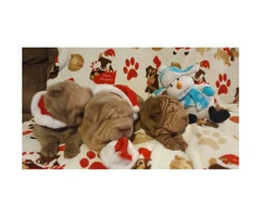 8 weeks old Chinese Shar-Pei puppies for Christmas