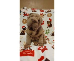 8 weeks old Chinese Shar-Pei puppies for Christmas - 2