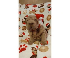8 weeks old Chinese Shar-Pei puppies for Christmas - 3