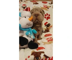 8 weeks old Chinese Shar-Pei puppies for Christmas - 4