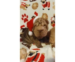 8 weeks old Chinese Shar-Pei puppies for Christmas - 5