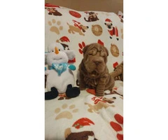 8 weeks old Chinese Shar-Pei puppies for Christmas - 9