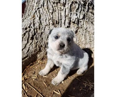 5 Purebred Blue Heeler Puppies For Sale