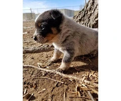 5 Purebred Blue Heeler Puppies For Sale - 2