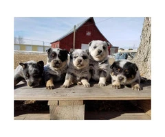 5 Purebred Blue Heeler Puppies For Sale - 3