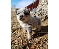 5 Purebred Blue Heeler Puppies For Sale - 4