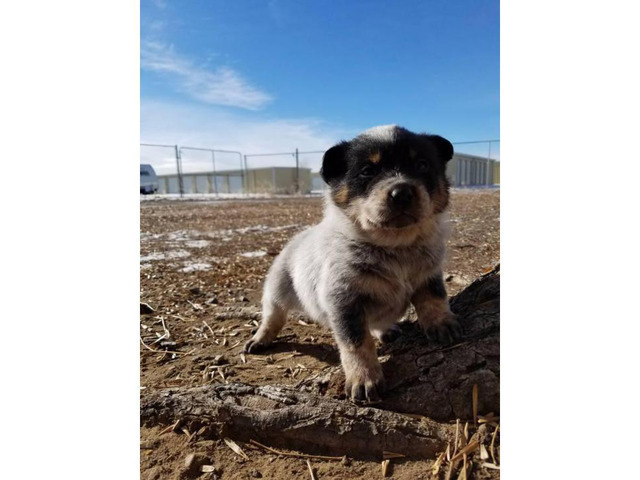 5 Purebred Blue Heeler Puppies For Sale in Eagle, Idaho ...