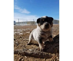 5 Purebred Blue Heeler Puppies For Sale - 5