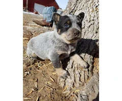 5 Purebred Blue Heeler Puppies For Sale - 6