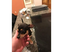 12 Week Old Akc Registered Male Purebred Chihuahua Puppy - 1