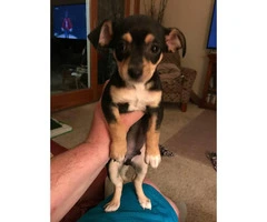 12 Week Old Akc Registered Male Purebred Chihuahua Puppy - 2