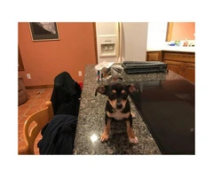12 Week Old Akc Registered Male Purebred Chihuahua Puppy - 4