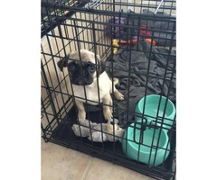Female Pug Puppy Ready To Go To A Great Home - 1