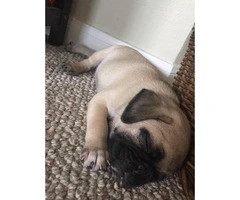 Female Pug Puppy Ready To Go To A Great Home - 3